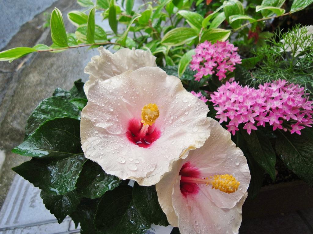 Guesthouse Engawa Kyoto Dış mekan fotoğraf